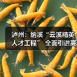 泸州:纳溪“云溪精英人才工程” 全面引进高级人才-图6 泸州:纳溪“云溪精英人才工程” 全面引进高级人才-图6