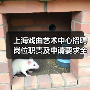 上海戏曲艺术中心招聘岗位职责及申请要求全解析-图3