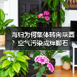 海归为何集体转向陕西?空气污染成绊脚石-图5 海归为何集体转向陕西?空气污染成绊脚石-图5
