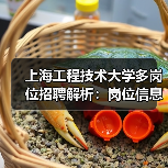 上海工程技术大学多岗位招聘解析:岗位信息与申请方法-图4 上海工程技术大学多岗位招聘解析:岗位信息与申请方法-图4