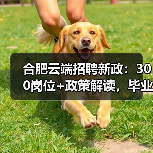 合肥云端招聘新政:300岗位+政策解读,毕业生如何把握?-图5 合肥云端招聘新政:300岗位+政策解读,毕业生如何把握?-图5